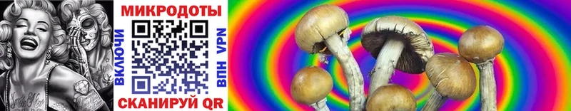 Купить где  Суджа  Псилоцибиновые грибы Cubensis 